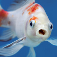 FISH GO BRRRRRRRRRRRRRR