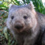 Waffles_The_Wombat