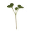 microgreen