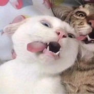 poiiiiii(手把狗养成中）