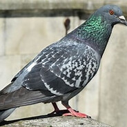 pigeon
