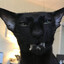 Avatar of Blacksp00n