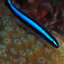 Neon Goby Fanpage