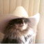 Thecowboycat