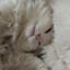 noah