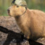 CAPIBARA