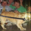 rintintin