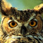 Samipou le hibou