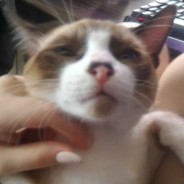 ▪●♀koresh♂●▪