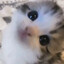 泠
