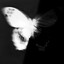 Freake_911