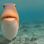 HubertTheFish