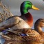 DuckCommander TR csgolive.com