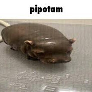 pipotam