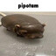pipotam