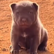 哈基汪哈基汪哈基汪