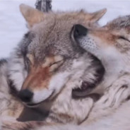 一川川川川川川