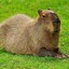 capybaradota