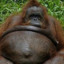 Monke