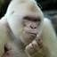 Małpa Albinos