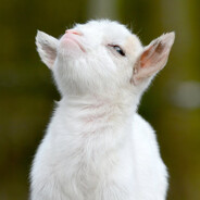 WillyGoat69