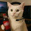 DR PEPPER CAT