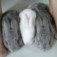 队友掏枪我掏电，队友拉枪我拉屎