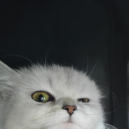 匹夫亦有鸿鹄志