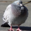 fat pigeon