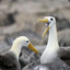 galapagos_albatross