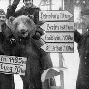 Comrade red bear