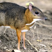 TOP 10 Ssaków: Nr 7 MyszoJeleń