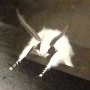 mothlight