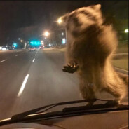 localracoon