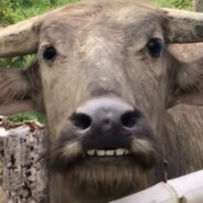 青青草原牛爷爷