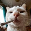 TheKitter