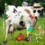 a cow named bob 🐄
