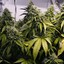 Paster_4:20