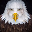 Marvin Beak