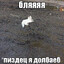 нюхач