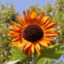 OrangeSunflowers