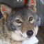 coyote