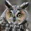 \Owl/