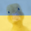 Fear of the Duck