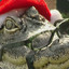 Communist Alligator