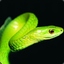 Ziom