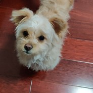 xiao_kui