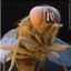 tsetse fly