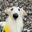 Borzoi