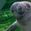 Manatee